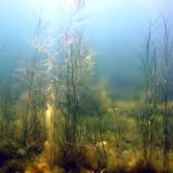 Rosy's Aqua Garden of Pure Love and Ecstasy