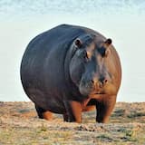 Don`t f@ck with the Hippo