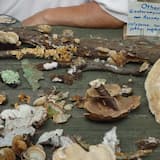 Mycological (stereo version)