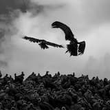 Sky Burial
