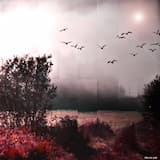 Etiolated Atramentum