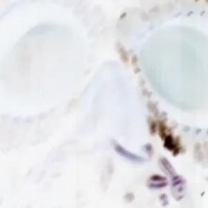 Goodnight Grim Reaper avatar