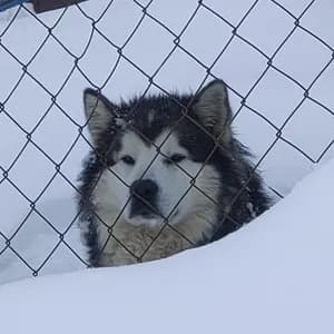 for home use only. avatar