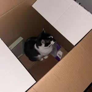 Paris Chambers avatar