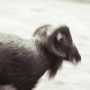 Hive Destruction avatar