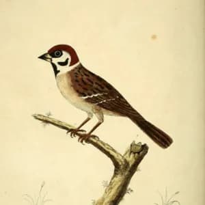 Birds of the West avatar