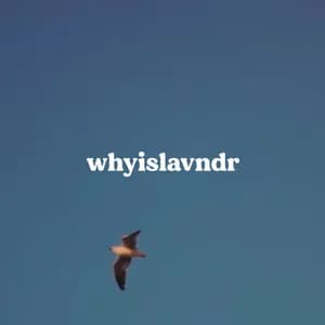 whyislavndr avatar