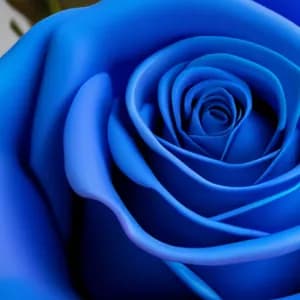 A Blue Rose Case avatar