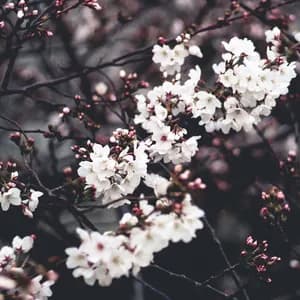 Nathan Kawanishi avatar