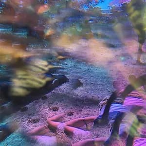 Chelsea Riddle avatar