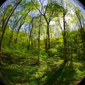 Prospect Madison avatar