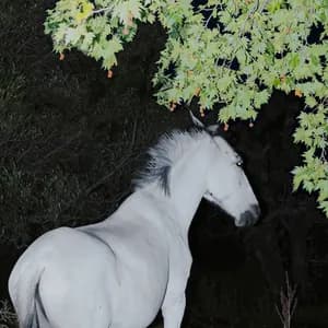 Alice Hebborn avatar