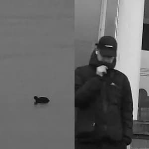 Master Niggel avatar