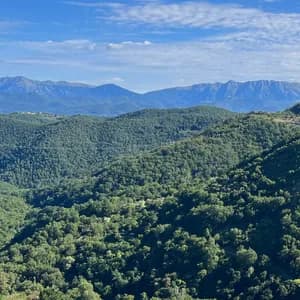 pines & pines avatar