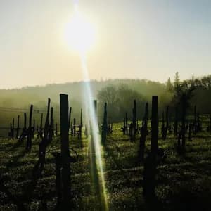 Almøst Silent avatar