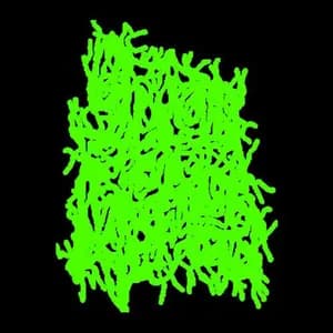 Satan’s Revenge on Mankind avatar