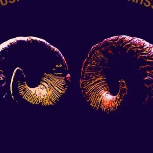 Dub Shepherds avatar