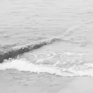 Özgür Deniz Kaya avatar