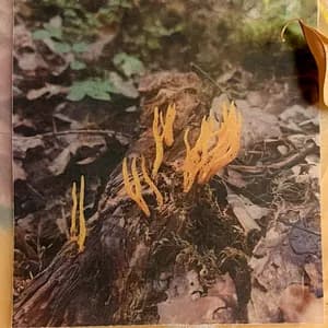 Duelling Ants avatar