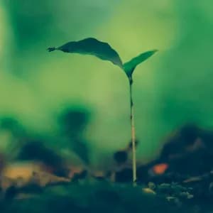 Planet Boelex avatar