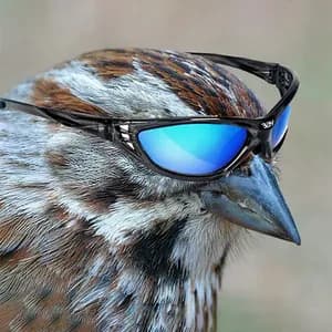 speedup trends avatar