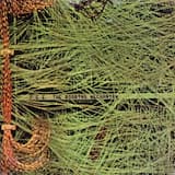 Yell if I Miss Mortiis