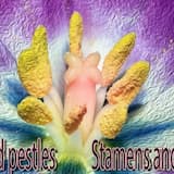 The Dialogue of Amygdala