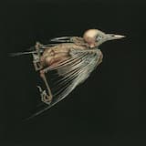 I Have Walked This Body