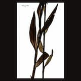 Sjå, Åmioda – Og ikke en lyd kom mig fra strupen