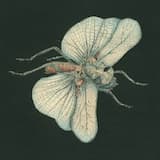 Invitation to the Voyage