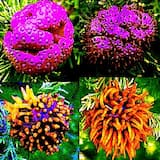 weird intermission 1