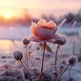 Dying Winter 47seconds