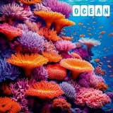 The Beauty Of The Underwater World