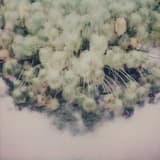 slow, the hydroponic bird grows