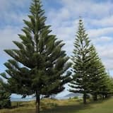 Tropical Pine (no lead)