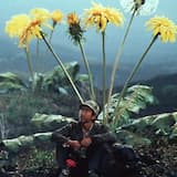 Staring at the Vast Dissonance