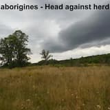 aborigines - Head against herd