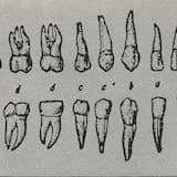 The Transubstantiation of the Shit of Christ