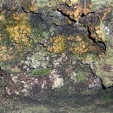 Elemental Disgrace II