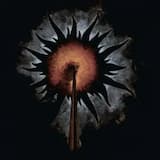 Drink of the Black Chalice