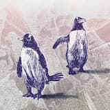 The Prettiest Bullfrog