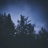 Nightfall in the Forest