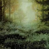 She Who Calls the Crows