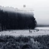 El Resplandor De Los Ciervos