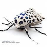 Adrenalina (Marc Hurtado From Etant Donnes/Sol Ixent remix)