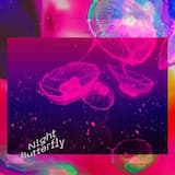 Night Butterfly