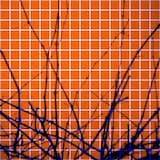 Ancient Tiger Proton