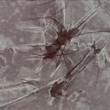 Nu skall vi gå i skogen (Now We Shall Go Into the Woods)