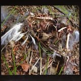 Le Ruisseau / La Pierre / Le Chien