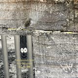 The Feathered Dimension